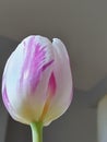 Vertical shot of a white-violet Flaming Flag tulip on the blurred background