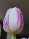 Vertical shot of a white-violet Flaming Flag tulip on the blurred background