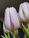 Vertical shot of white-violet Flaming Flag tulips on the blurred background