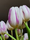 Vertical shot of white-violet Flaming Flag tulips on the brown background