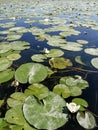 Vertical shot of white water lilies with large green pads and leaves on a pond Royalty Free Stock Photo