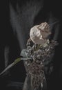 Vertical shot of a white withered rose in a flower vase on a black background Royalty Free Stock Photo