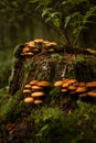 Vertical shot of wide cap mushrooms growing near a cut tree trunk in a forest