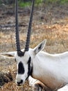 Vertical shot of a wild goat with long horns outdoors