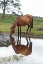 Vertical shot of a wild horse drinking water from a pond captured during the daytime Royalty Free Stock Photo