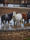 Vertical shot of wild horses drinking water in a river. Royalty Free Stock Photo