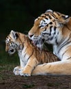 Vertical shot of a wild tiger with its cub on a dark background