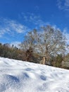 Vertical shot of a winter landscape with scnow covered field on the background of a leafless forest