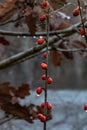 Vertical shot of winterberry-hollies on the blurry background