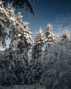 Vertical shot of a winterforest of high snowy spruce trees under a clear blue sky Royalty Free Stock Photo