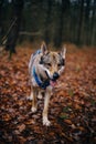 Vertical shot of a wolfdog walking on the ground fully covered with orange leaves in the forest Royalty Free Stock Photo