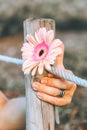 Vertical shot of a woman's hand holding a gerbera daisy flower on a wooden post Royalty Free Stock Photo