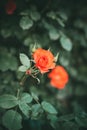 Beautiful bush of red climbing roses in the garden