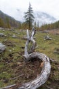 Vertical shot of a wood trunk and roots of fallen tree in the mountain in autumn Royalty Free Stock Photo