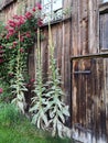 Vertical shot of a wooden building with wild climbing pink roses on it Royalty Free Stock Photo