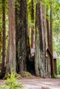 Vertical shot of a wooden cabin between three sequoia trees in Red Wood Park in California Royalty Free Stock Photo