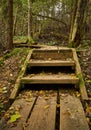 Vertical shot of a wooden stairway path in a forest with tall pine trees Royalty Free Stock Photo