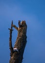 Vertical shot of a woodpecker perched on a damaged wooden tree in blue sky background Royalty Free Stock Photo