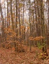 Vertical shot of woods and golden autumn foilage in a forest Royalty Free Stock Photo