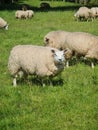 Vertical shot of woolly sheeps chewing on a green grassy field