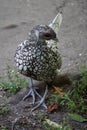 Vertical shot of a wyandotte chicken standing on the soil ground - breeding Royalty Free Stock Photo