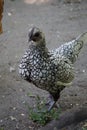 Vertical shot of a wyandotte chicken standing on the soil ground - breeding Royalty Free Stock Photo