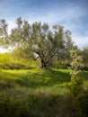 Vertical shot of a yard with a huge tree in Istria, Croatia