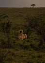 Vertical shot of yawning lioness lying on a grass field