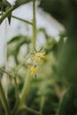 Vertical shot of the yellow blossoms of a cucumber plant Royalty Free Stock Photo