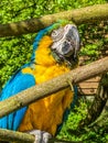 Vertical shot of a yellow blue macaw bird perched on a branch Royalty Free Stock Photo