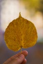 Vertical shot of a Yellow-brown leaf in autumn held in hand with blurred background