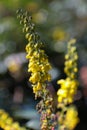 Vertical shot of yellow clover flowers Royalty Free Stock Photo