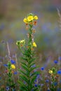 Vertical shot of a yellow common evening-primrose flower on blurred background Royalty Free Stock Photo