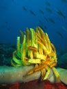 Vertical shot of yellow crinoid plant and fishes under