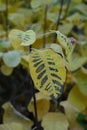 Vertical shot of yellow croton codiaum with black spots
