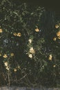 Vertical shot of yellow flowers with greenery under sunlight