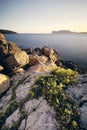 Vertical shot of yellow flowers on rocks near the sea with a blue sky in the background at daytime Royalty Free Stock Photo