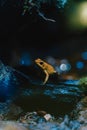 Vertical shot of a yellow frog on a tree behind lights under the bokeh effect Royalty Free Stock Photo