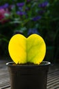 Vertical shot of yellow heart-shaped Hoya kerrii plant in a pot Royalty Free Stock Photo