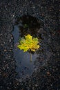 Vertical shot of a yellow maple tree leaf on the ground in a puddle on a rainy day