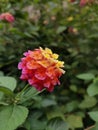 Vertical shot of the yellow to pink gradual color flower