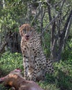Vertical shot of young cheetah eating the meat of the prey in field