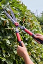 Vertical shot young hands with garden shear trimming the bush.