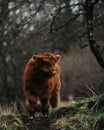 Vertical shot of a young Highland Cow "Coo" in the Scottish Highlands UK Royalty Free Stock Photo