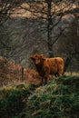 Vertical shot of a young Highland Cow "Coo" in the Scottish Highlands UK Royalty Free Stock Photo