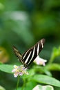 Vertical shot of a zebra longwing perched on a flower Royalty Free Stock Photo