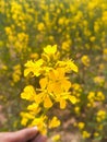 Vertical show of a woman holding rapeseeds in the garden