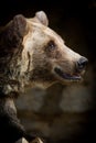 Vertical Side Profile Of A Grizzly Bear Looking Straight Forward