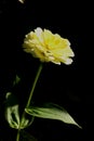 Vertical side view from a yellow single blossom with black background