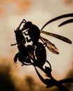 Vertical silhouette shot of a bee on a flower